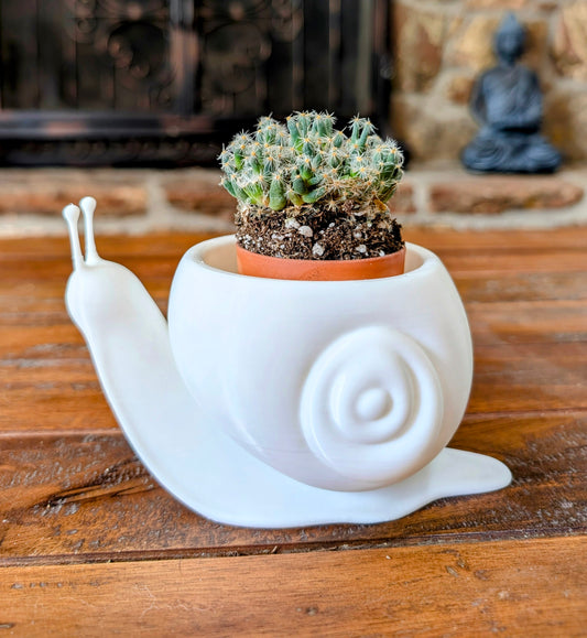 Snail pot