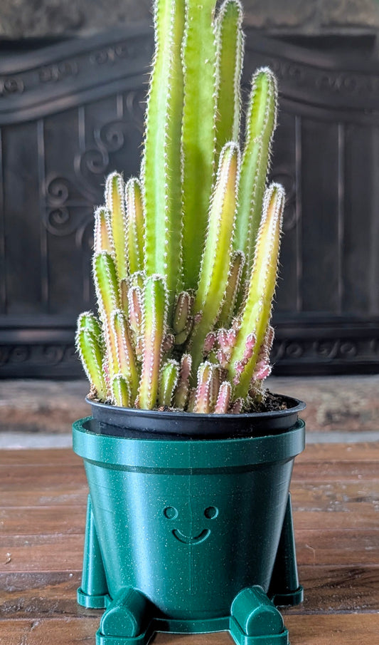 Happy pots